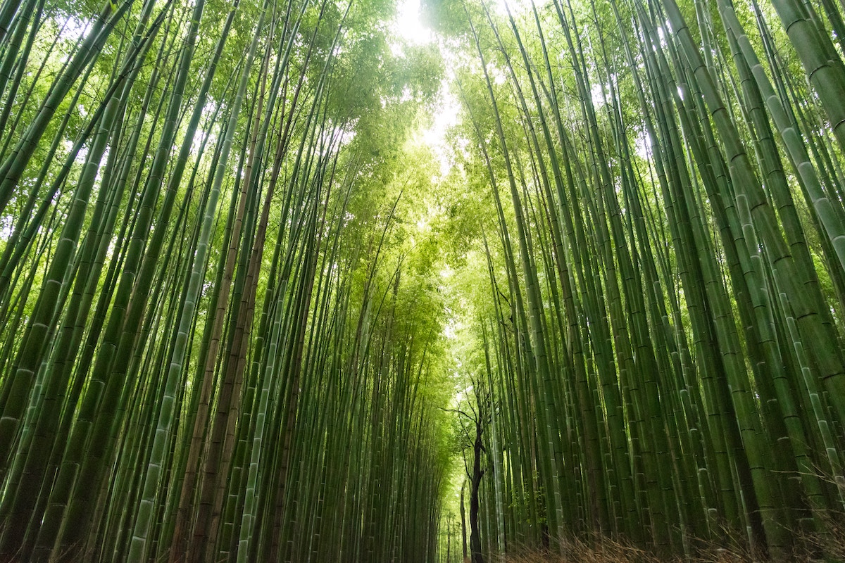 silicio orgánico bambu